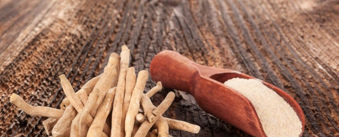 Studienbasierte Übersicht therapeutischer Einsatzmöglichkeiten von Bio KSM-66 Ashwagandha Extrakt 5% Withanolide