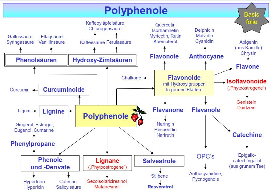 Polyphenole und Immunonkologie: EGCG, Resveratrol und Quercetin im Kampf gegen Krebs