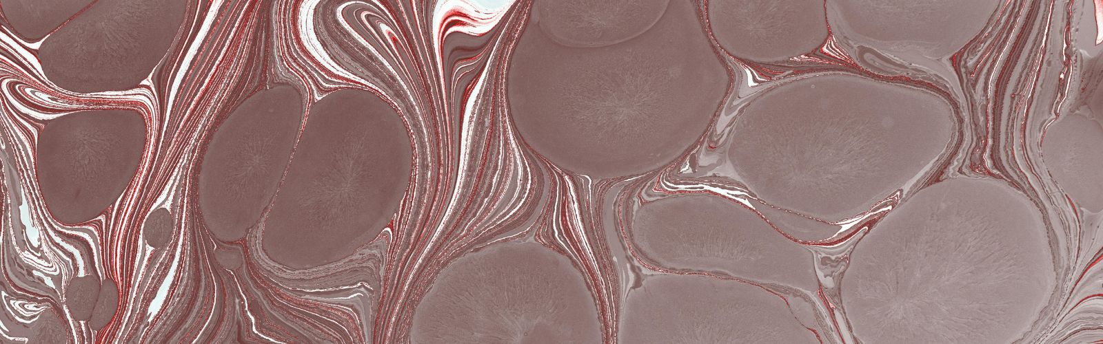 Spermidin – Autophagie, zelluläre Erneuerung und aktuelle Studienlage