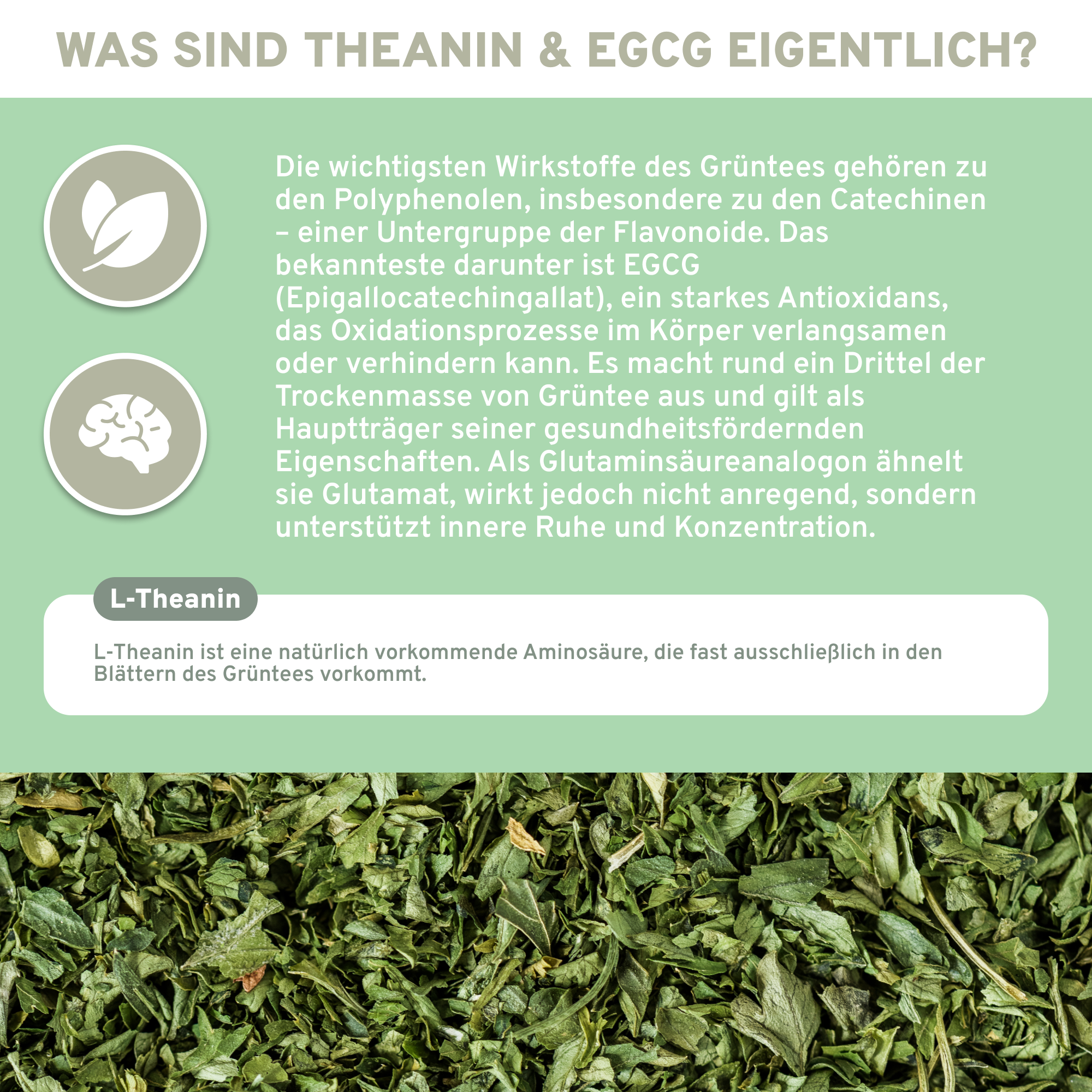 Infografik zu L-Theanin & EGCG aus Grüntee-Extrakt, erklärt deren antioxidative Eigenschaften und stressmindernde Wirkung. Premium, ohne Zusatzstoffe, laborgeprüft, nachhaltige Produktion.