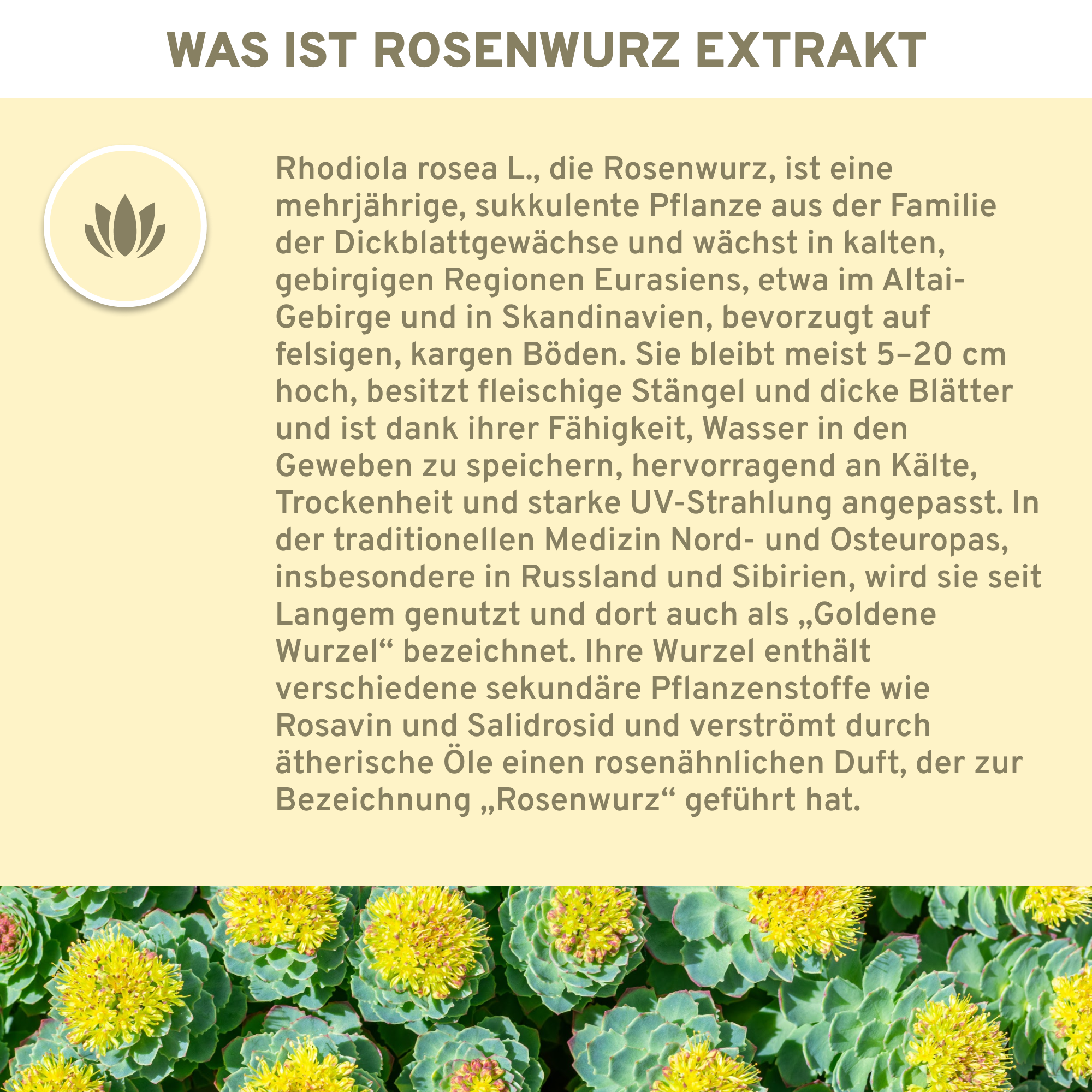 Rosenwurz (Rhodiola Rosea) Extrakt Kapseln: Premium, hochdosierte, laborgeprüfte Qualität aus Wildsammlung, garantiert ohne Füllstoffe. Ideal für Vitalität und Wohlbefinden. Vegan und in Glas verpackt.