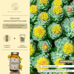 Rosenwurz (Rhodiola Rosea) Extrakt Kapseln, 500 mg, Premium-Qualität, laborgeprüft, ohne Füllstoffe. Enthält 120 vegane Kapseln in einer umweltfreundlichen Glasverpackung.
