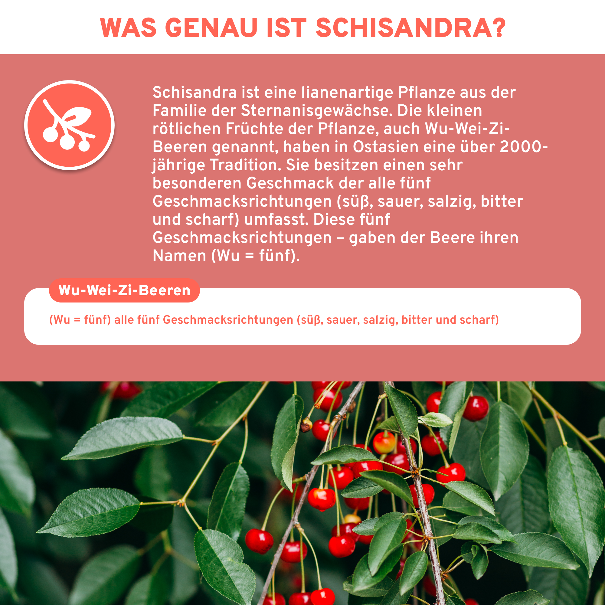 Schisandra Extrakt mit 10% Schisandrin, Premium-Qualität, laborgeprüft und rein, zeigt rote Wu-Wei-Zi-Beeren. Hergestellt in Deutschland, ohne Zusatzstoffe, in lichtgeschütztem Glas verpackt.